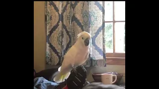 Buster the cockatoo on his soap box