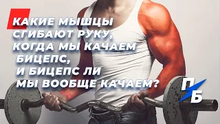 Как накачать бицепс, а не предплечье. Какие мышцы на самом деле сгибают руку. Миография. Техника 54