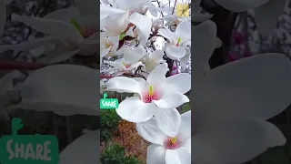 When the beautiful magnolia flower sways in the wind 😍