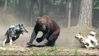Shocking Videos Recorded During Hunting (Human vs Bear Encounter ) Part 3 -2017