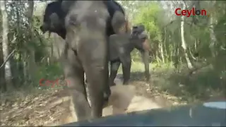 elephant attack wasgamuwa national park sri lanka