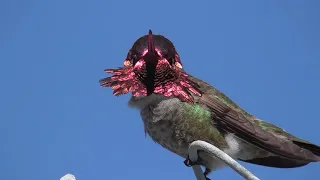 Anna's hummingbird   magic plumage