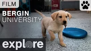 Bergin University of Canine Studies - Film