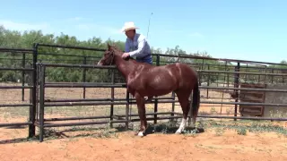 Part 1 - Starting the 2 year old - Work on the Fence