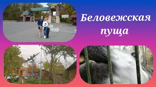 Что посмотреть в Беларуси. Беловежская пуща, Беларусь.