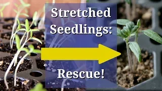 Fix Leggy Seedlings