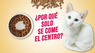 ¿Por qué mi gato deja comida en el plato? 😼🍽️| ¡Se comen solo el centro de su comedero!