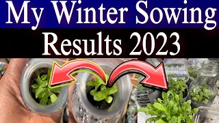 🇨🇦 My Winter Sowing Results | How to Winter Sow| ​Nino and Lo 👨🏾‍🍳👩🏽‍🌾