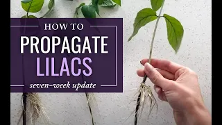 Propagating & Rooting Lilac Cuttings (7 week update)