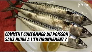 Quels poissons consommer sans nuire à la planète et en faisant des économies ?