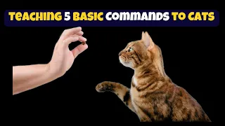 Teaching 5 Basic Commands to Cats | Encouraging Cats to Behave Properly