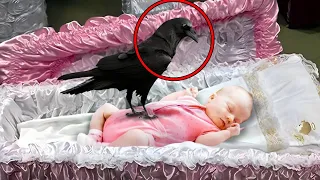 During The Funeral, A Raven Suddenly Perched on The Girl's Coffin, Then People Noticed This...