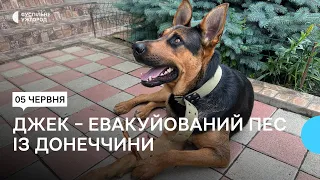 Евакуйований із Донеччини пес Джек знайшов новий дім на Закарпатті