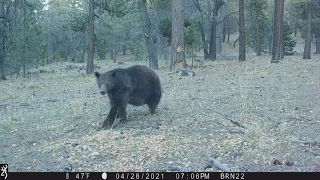 Black bear in San Bernardino Mtns near Big Bear CA. Browning game camera. Trailcam