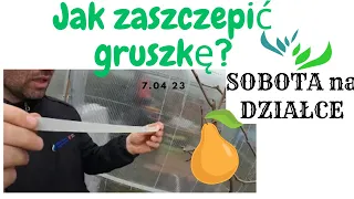 Najłatwiejszy sposób szczepienia drzew owocowych 🌳