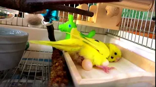 Budgie Laying Eggs | Egg Candling & Budgie Eggs Infertile | budgie egg