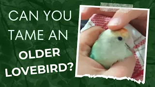 HOW TO train an older lovebird? |Tamed my lovebird in 10 DAYS?