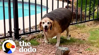 90-Pound Beagle Loses 70% Of His Body Weight | The Dodo Faith = Restored