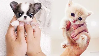 AWW CUTE BABY ANIMALS Videos Compilation cute moments of animals - Soo Cute #2