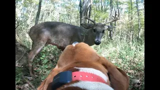 Blood Trailing Dog, Spud - Mr. Hill's Buck