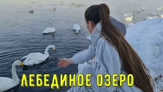 Лебединый заказник на Алтае | Готовим шашлык | 28