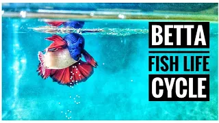 Betta fish life cycle short video freedom earth