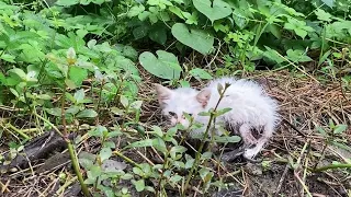 The kitten was covered in dirt, and after picking it up, it looked for the big cat for milk!