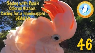 Seeing with Peach Colored glasses | Ep.46: Day in Peaches' life | Cockatude: Cockatoos with Attitude