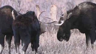 Battle of the Bull Moose - Three Moose in Grand Teton National Park, Wyoming