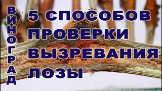 Как зреет Лоза. 5(пять) простых Способов определения