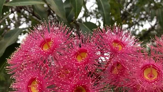 Прогуляемся по Австралии! Цветущие Деревья, Грибы, Лилии. Street Golden Rain Tree, Water lilies