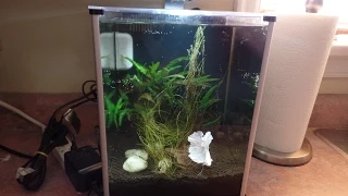 Cleaning my Betta Tank | Fluval Spec III 2.6 U.S. Gallon