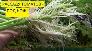 Можно ли резать рассаду томатов и укоренять? Ольга Чернова