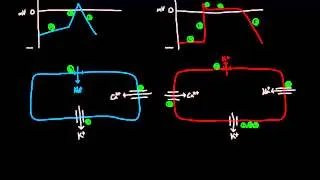 01   Heart depolarization   06   Resetting cardiac concentration gradients