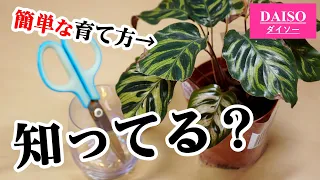 100均観葉植物で、”一番オススメ”なのがコレです！【カラテアの育て方】【水耕栽培】