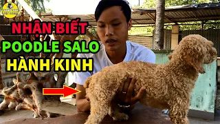 Chó Poodle Salo Hành Kinh Như Thế Nào Và Cách Nhân Phối Giống Đậu Thai Cao Nhất |Thánh Toàn Pet Dogs