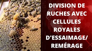 #apikov #apiculture Division de Ruches avec Cellules Royales d'Essaimages/Remérages