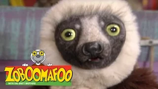 Zoboomafoo 221 - Powerhouse (Full Episode)