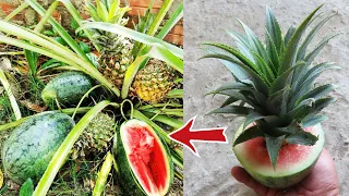 Great ..! Grafting Pineapple tree with watermelon To Have a lot of fruit