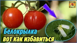 Забудьте о БЕЛОКРЫЛКЕ на своём участке. Методы борьбы от белокрылки на помидорах. Дачные советы