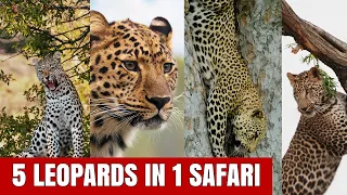 We Saw 5 Leopards in Single Safari in Jhalana Leopard Reserve in Jaipur | Unbelievable Day in Wild