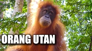 Orang Utan Trekking in Bukit Lawang - Sumatra | GERMAN VLOG