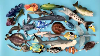 Hewan Laut, Hiu Salmon, Paus Orca, Ikan Lepu, Buntal, Tuna, Kerapu, Moorish Idol, Boxfish, Pari