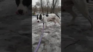 Послушная собака | staffy | pitbull