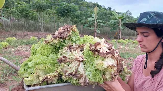 Nem tudo na ROÇA são flores! o que ninguém te conta!