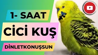 Cici Kuş 1 SAAT | Konuşan Muhabbet Kuşu Fıstık | dinlet konuşsun | Muhabbet kuşu sesi