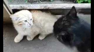 Чернуха всерьез взялся за воспитание Рыжика кот и котенок 😻 cat and kitten