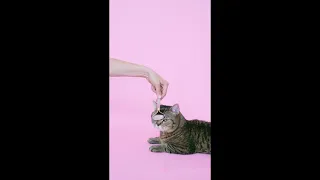 кот и массаж