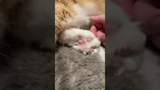 Touch the toe beans and find out #shorts