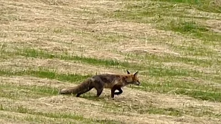 Liška obecná (Vulpes vulpes),Rotfuchs,Red fox